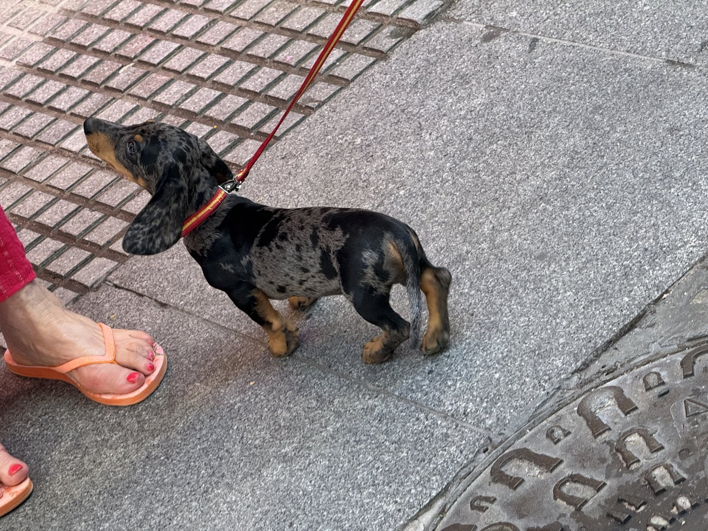 Ein kleiner brauner Rauhaardackel mit rotem Halsband beschnuppert auf dem gepflasterten Gehweg den Fuß einer Person in Sandalen.